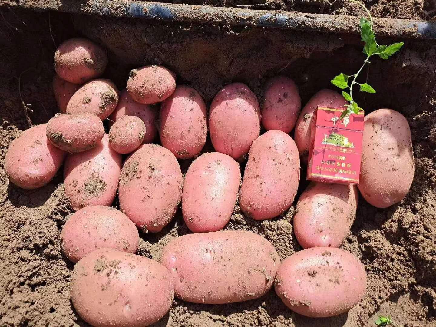 土豆，雪川土豆 大量供应，产地直发，全国发货，可视频看货