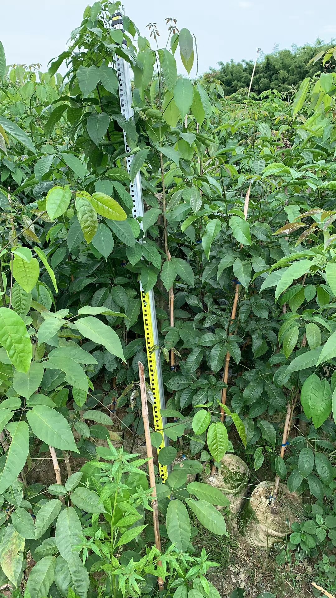 绣球紫花风铃木