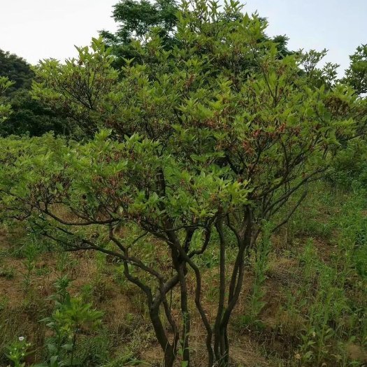 金寨县高山杜鹃 0.5~1米
