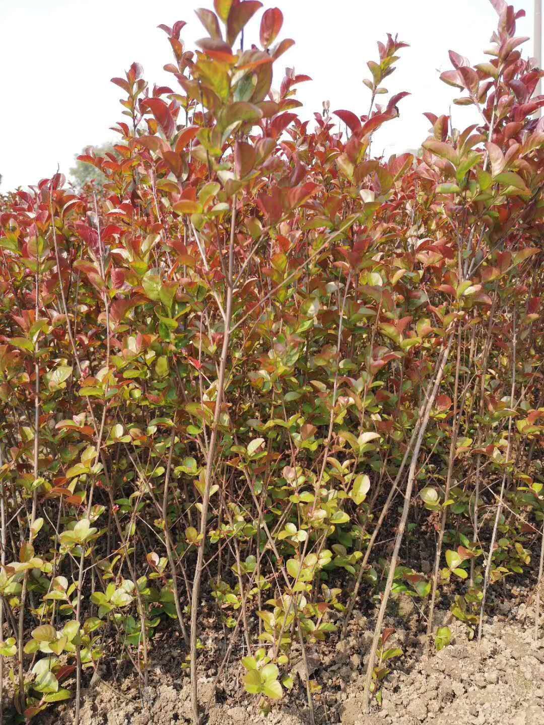  哪里的紫薇最好卖