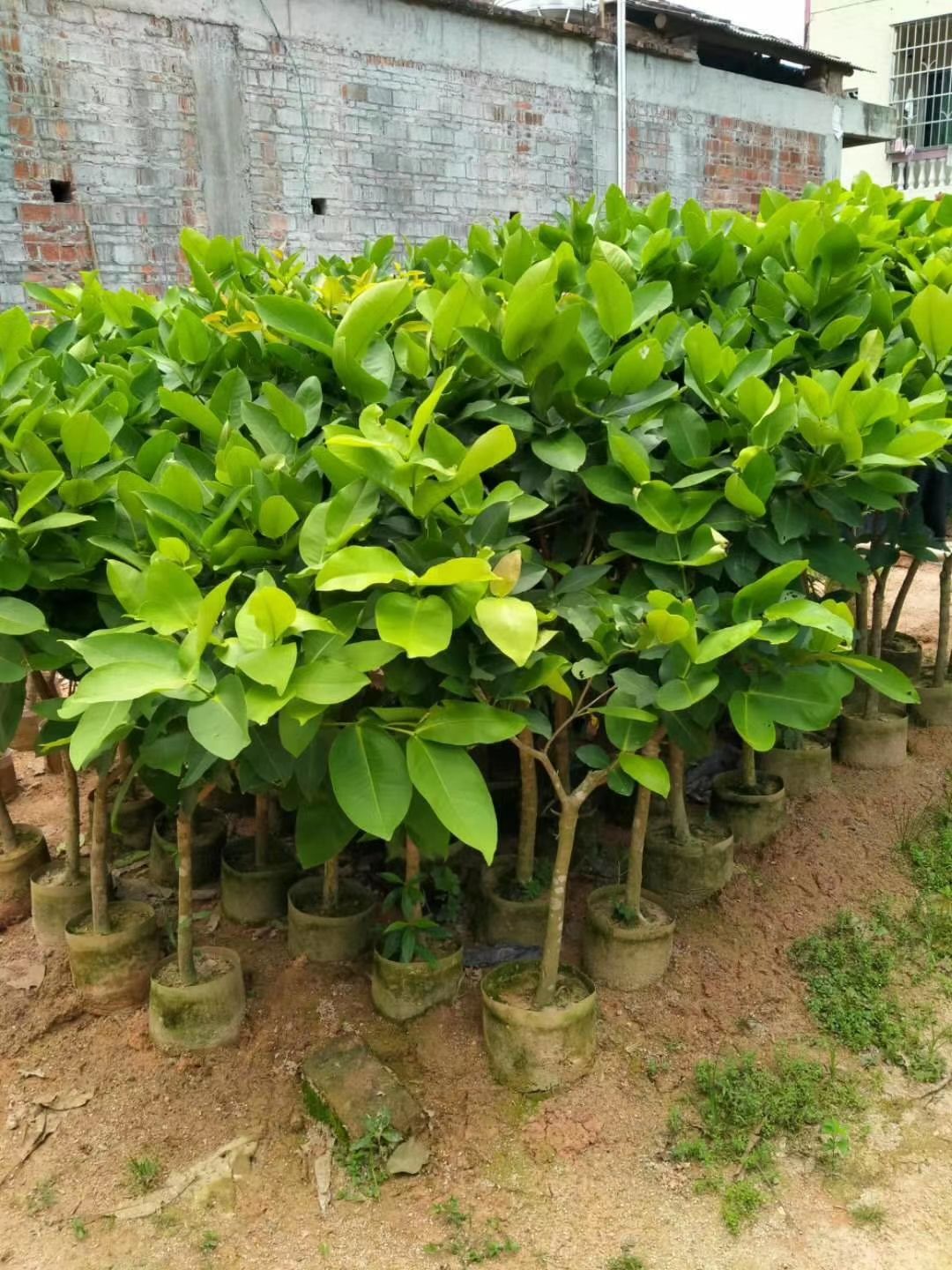  莲雾苗 大叶红 黑金刚莲雾苗