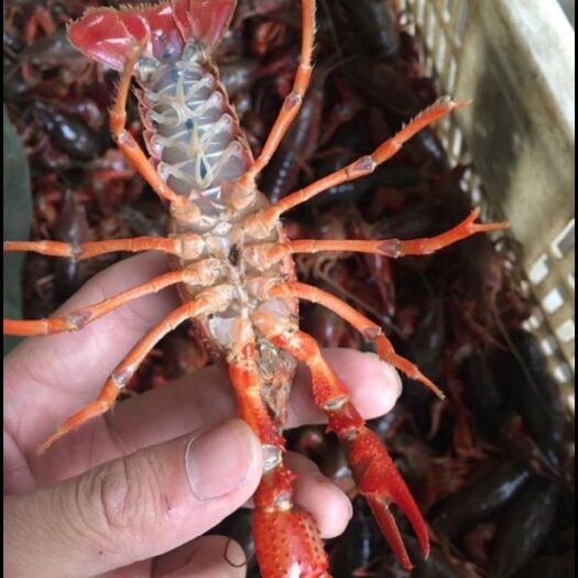 潜江市清水小龙虾 中青硬456钱 批发商 餐馆直供