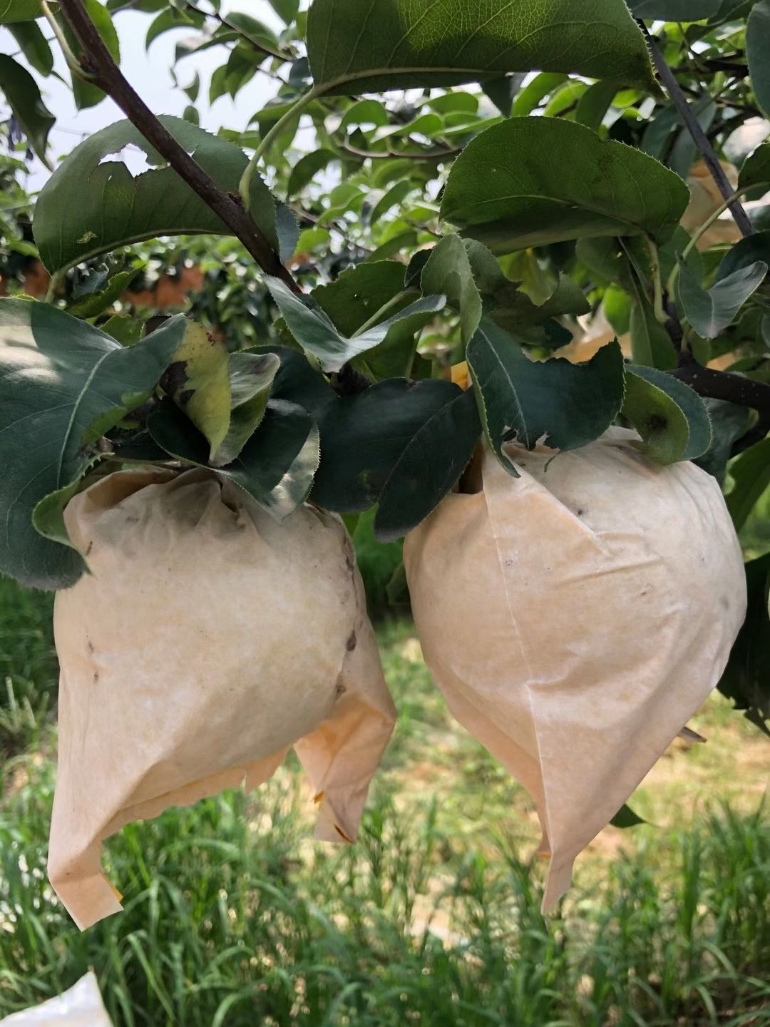  正宗华山梨，糖度高，皮薄，口感脆甜多汁，无渣。