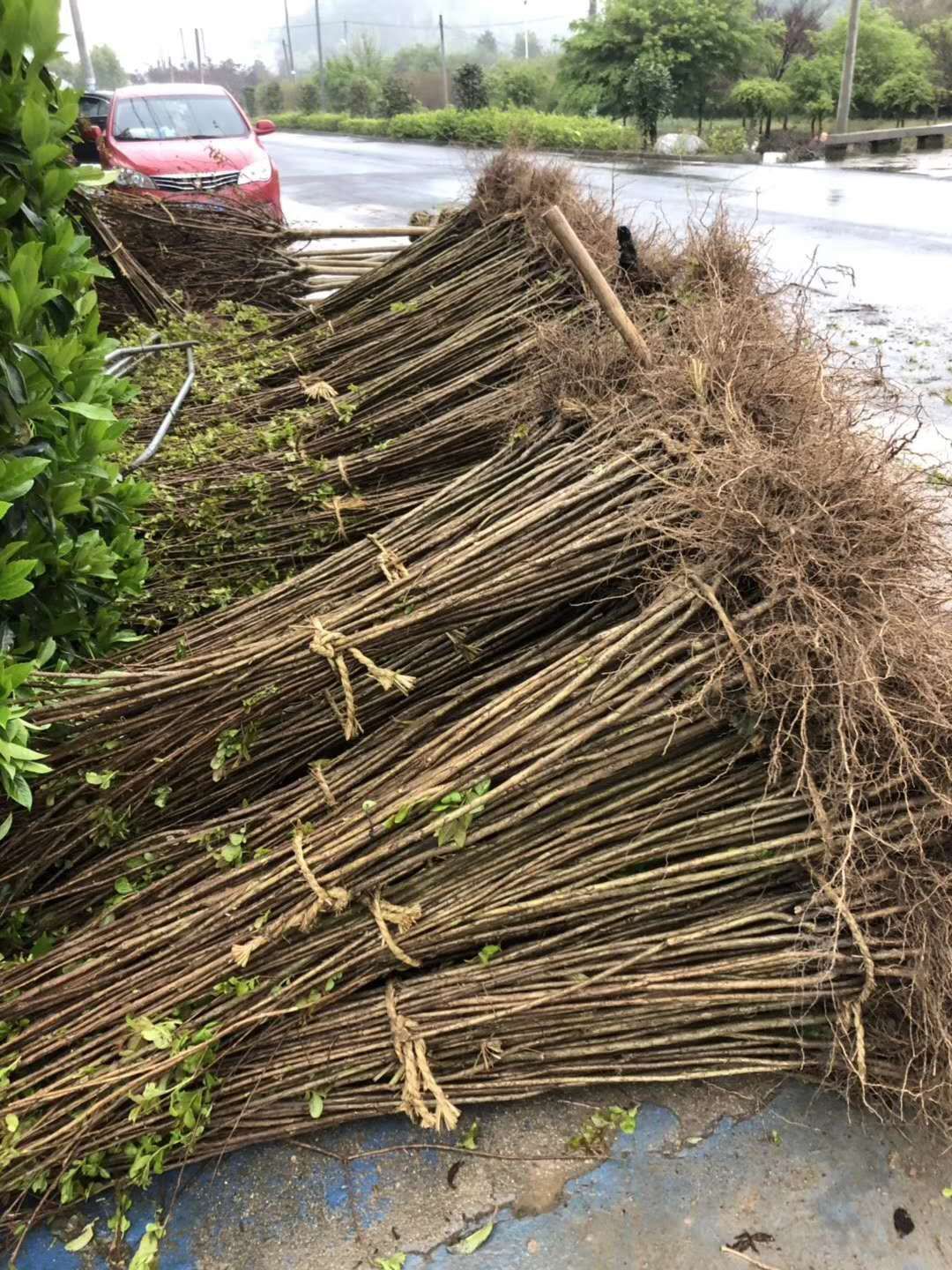  哪里的紫薇最好卖