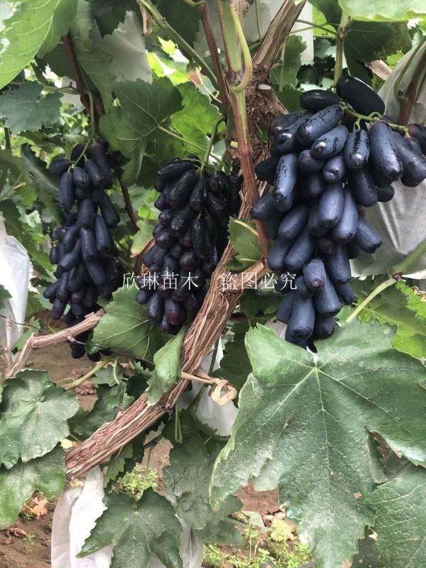 葡萄苗蓝宝石葡萄苗阳光玫瑰葡之梦巨峰浪漫红颜盆栽苗地栽苗