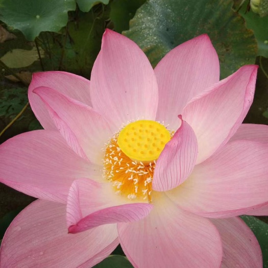 建宁县红莲子 中国供莲，清新花香，福源建宁，建宁特产