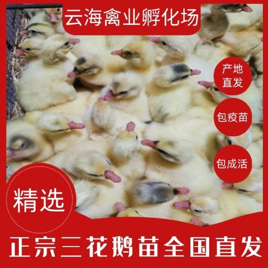 原阳县大三花鹅苗 大品种鹅苗，可视频看货，出壳小鹅瘟防疫