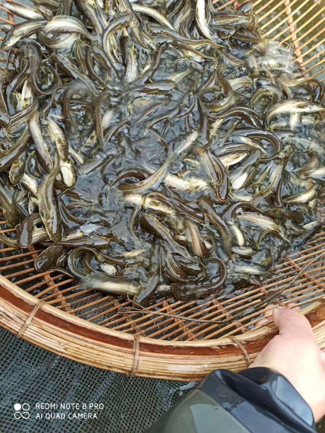 大口鲶鱼苗 杂交鲶鱼 鱼场批发直供 包运输下塘货到付款