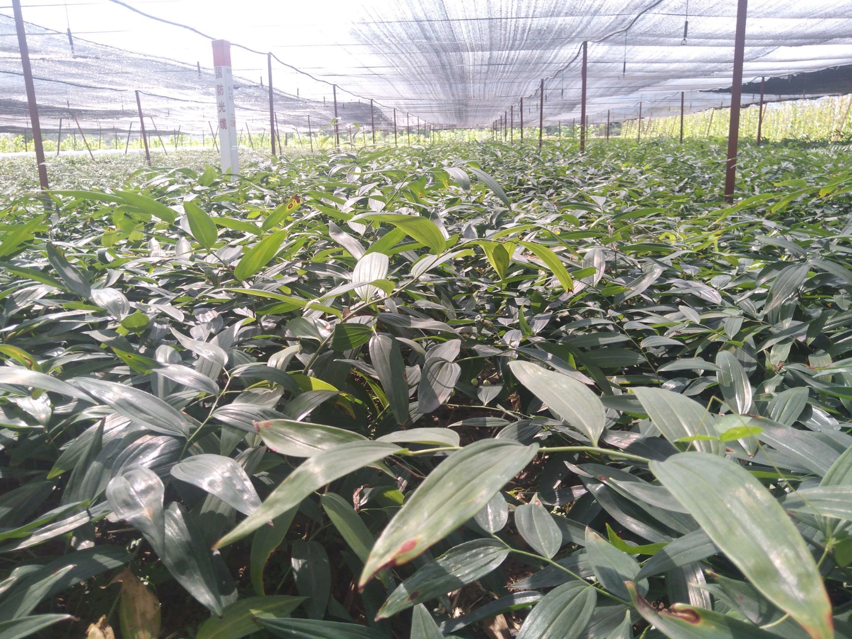 黄精种苗，多花黄精倒苗品种