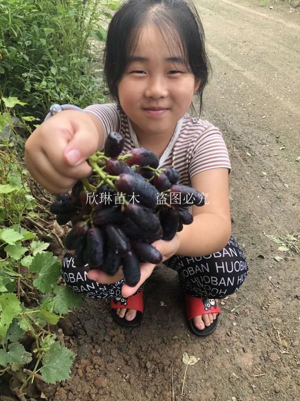 葡萄苗蓝宝石葡萄苗阳光玫瑰葡之梦巨峰浪漫红颜盆栽苗地栽苗