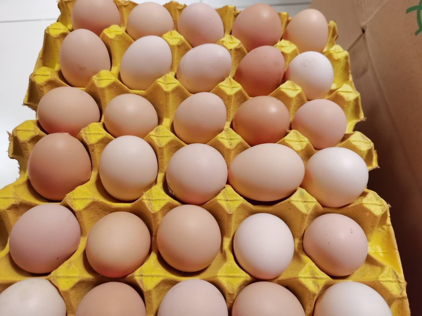 安徽精品草鸡蛋，虫草蛋，全国可发货