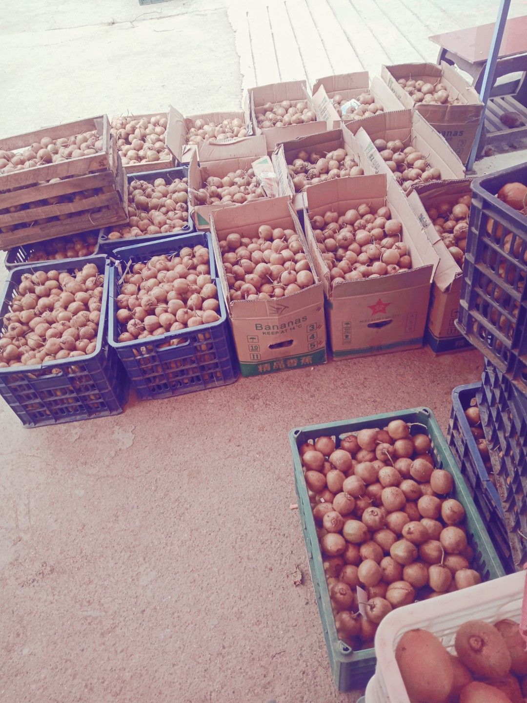 野生猕猴桃  70克以下小弥猴桃！营养维C！日供货1一2万斤