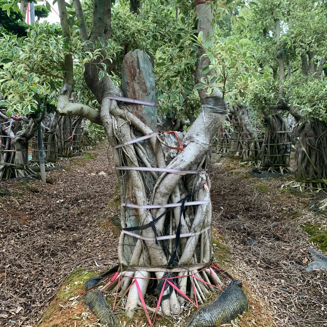  福建花叶附石头造型榕桩头，星光叶附石头榕树盆景