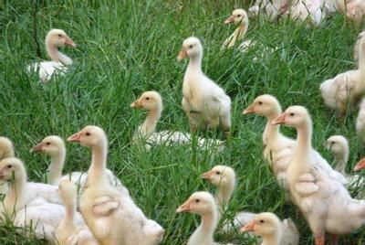 白鹅苗  浙东鹅苗，品质优良，包打疫苗，能长到八斤左右