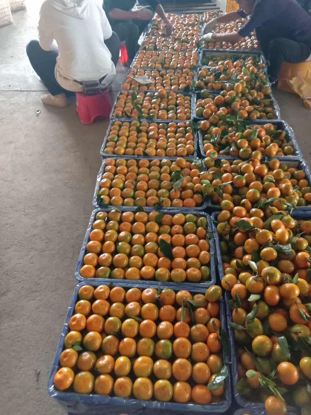 宜昌蜜桔 宜昌蜜橘，质优价廉，品质保证