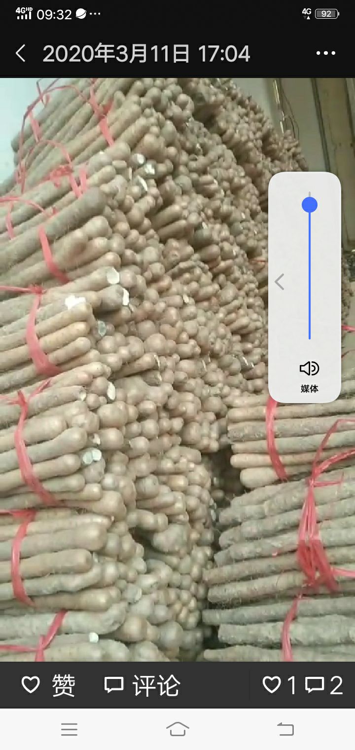 怀山药 通货