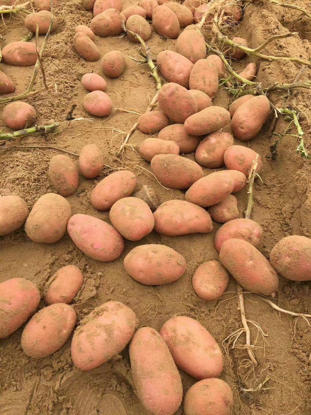 土豆，雪川土豆 大量供应，产地直发，全国发货，可视频看货