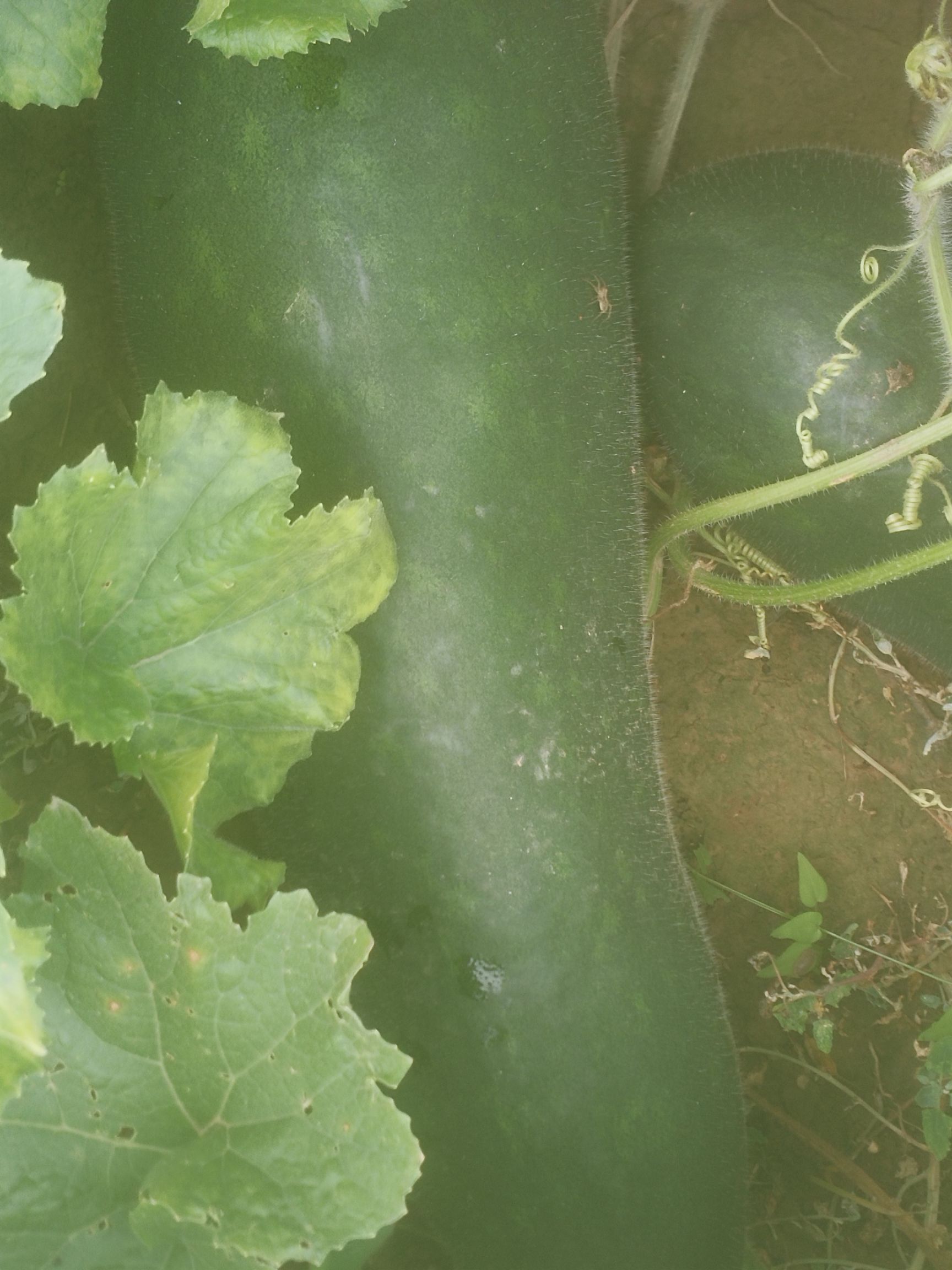  好冬瓜刚刚上市，需要联系