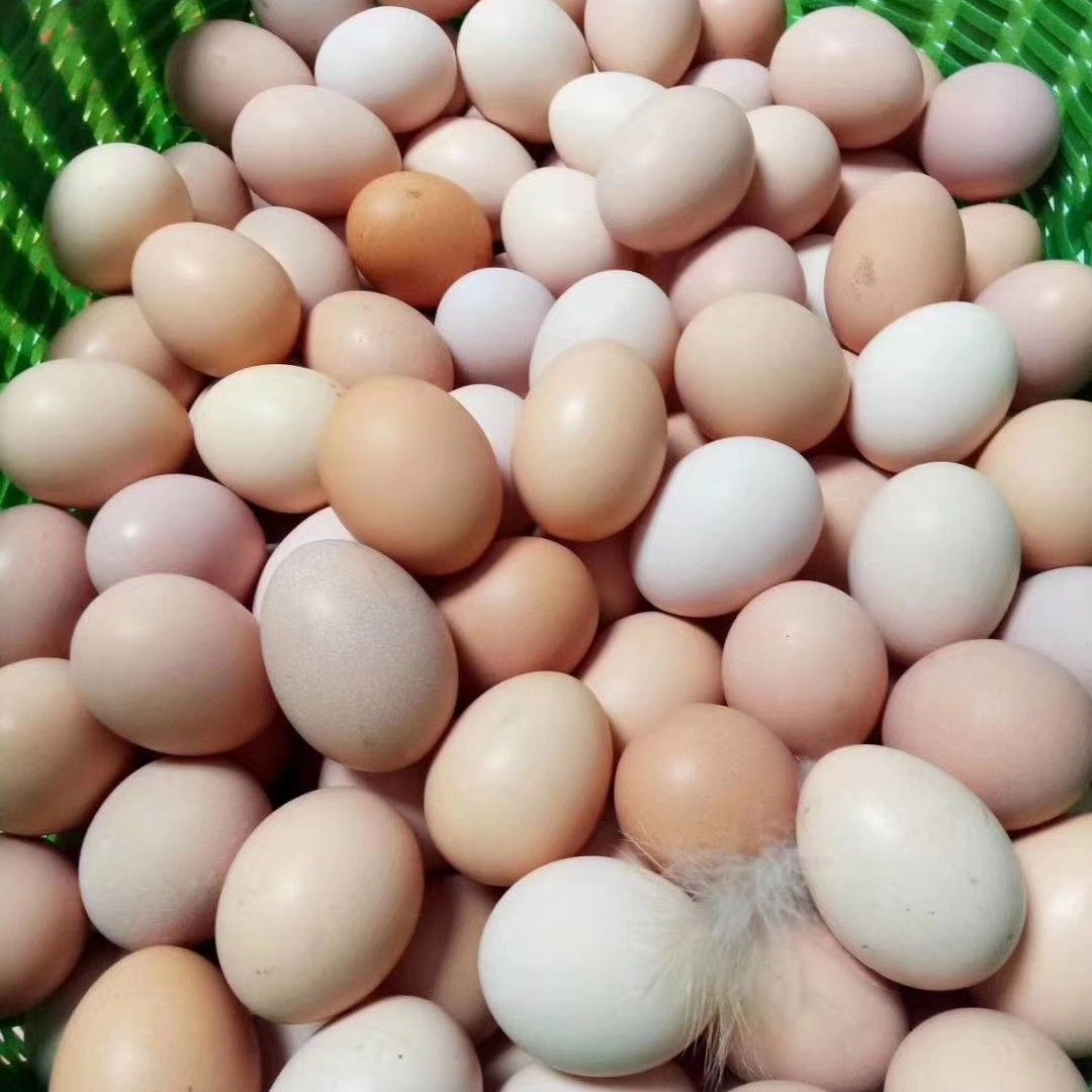 精品花凤，新鲜笼养土鸡蛋，玉米豆粕喂养