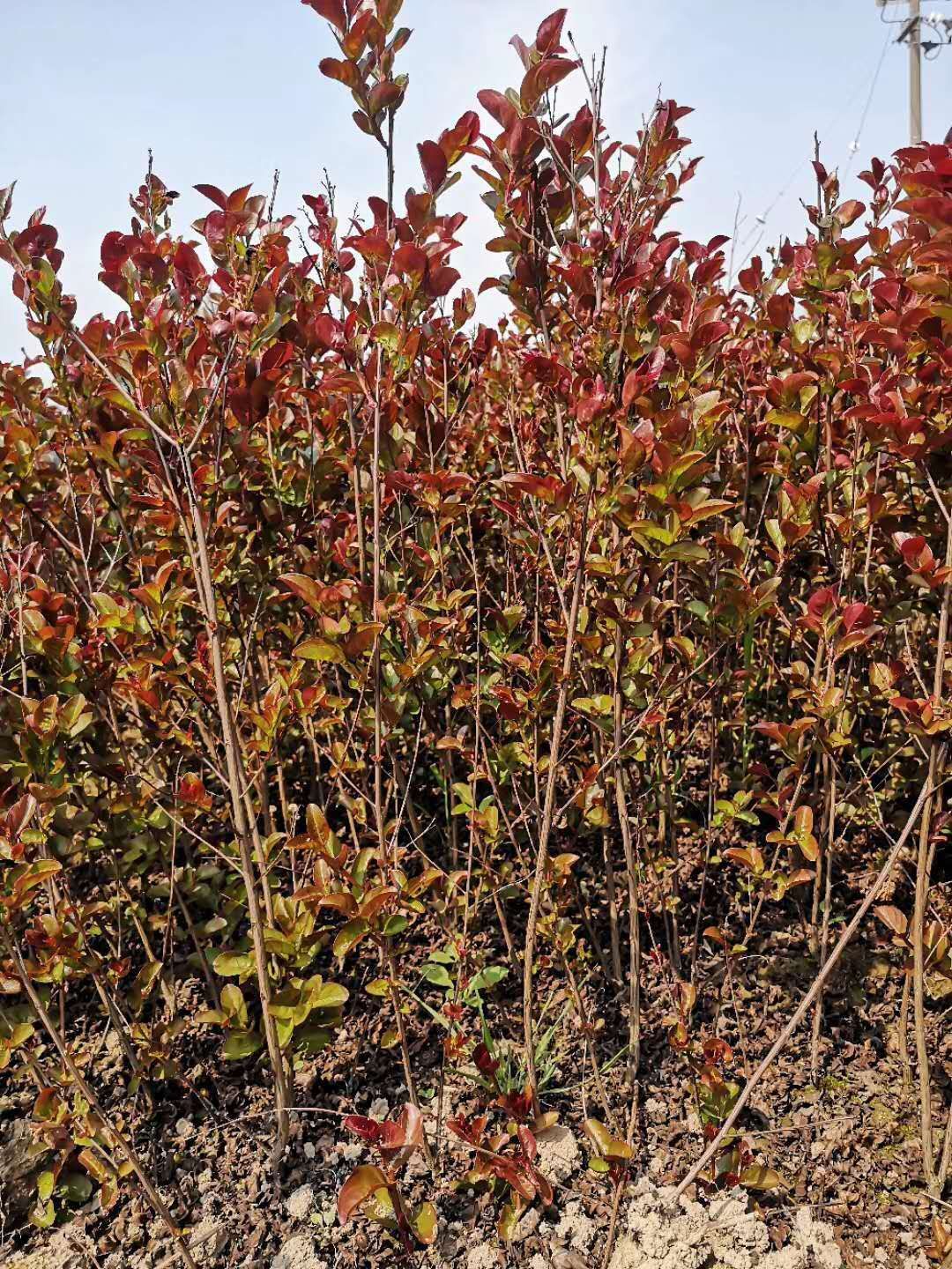  哪里的紫薇最好卖