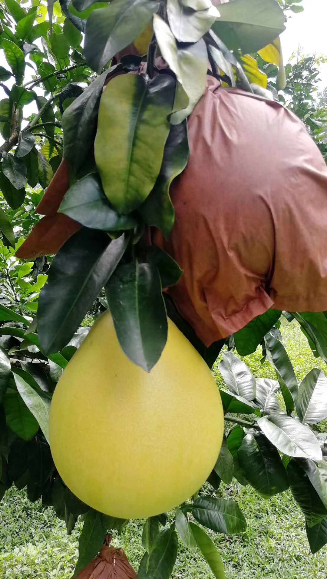 广东梅州红心柚 三红柚 白心柚 果大皮薄多汁 清甜脆口