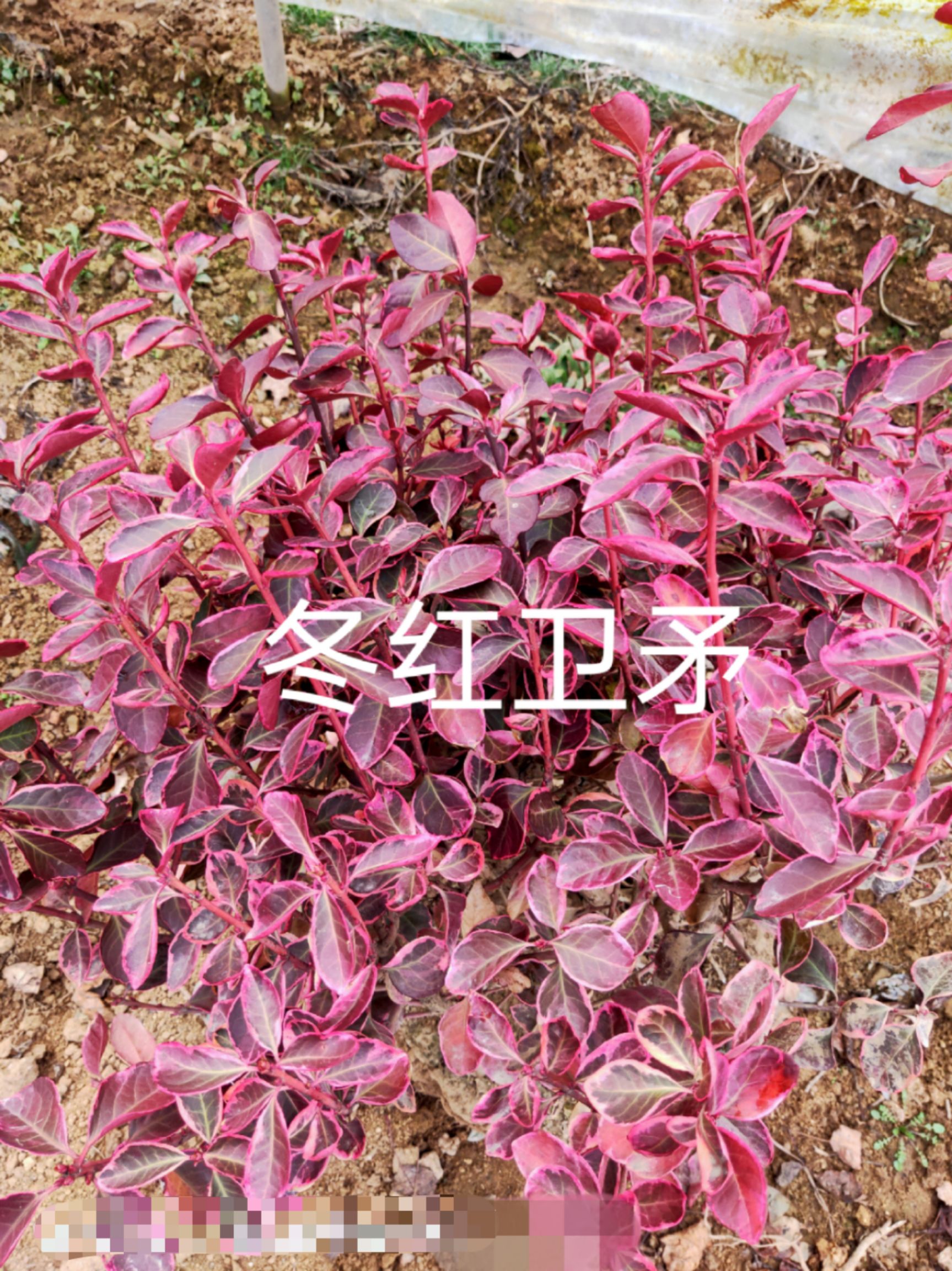 卫矛    冬红卫矛   彩叶卫矛  基地自产自销批发