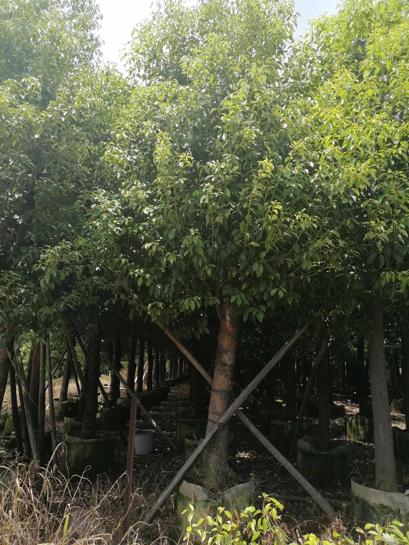  香樟15分~18分，冠幅2米~3米