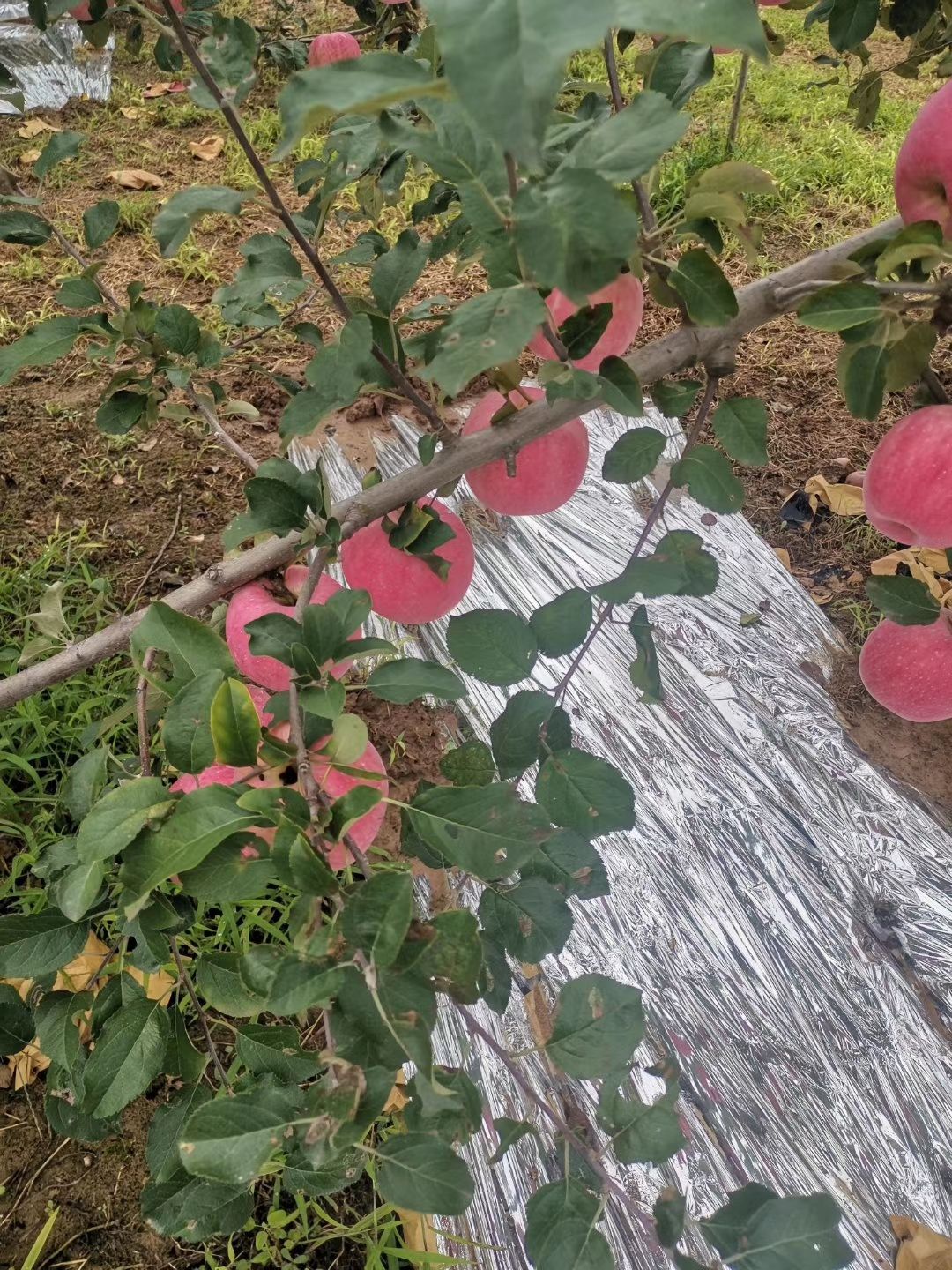  白水苹果大量上市，一手货源，需要的联系
