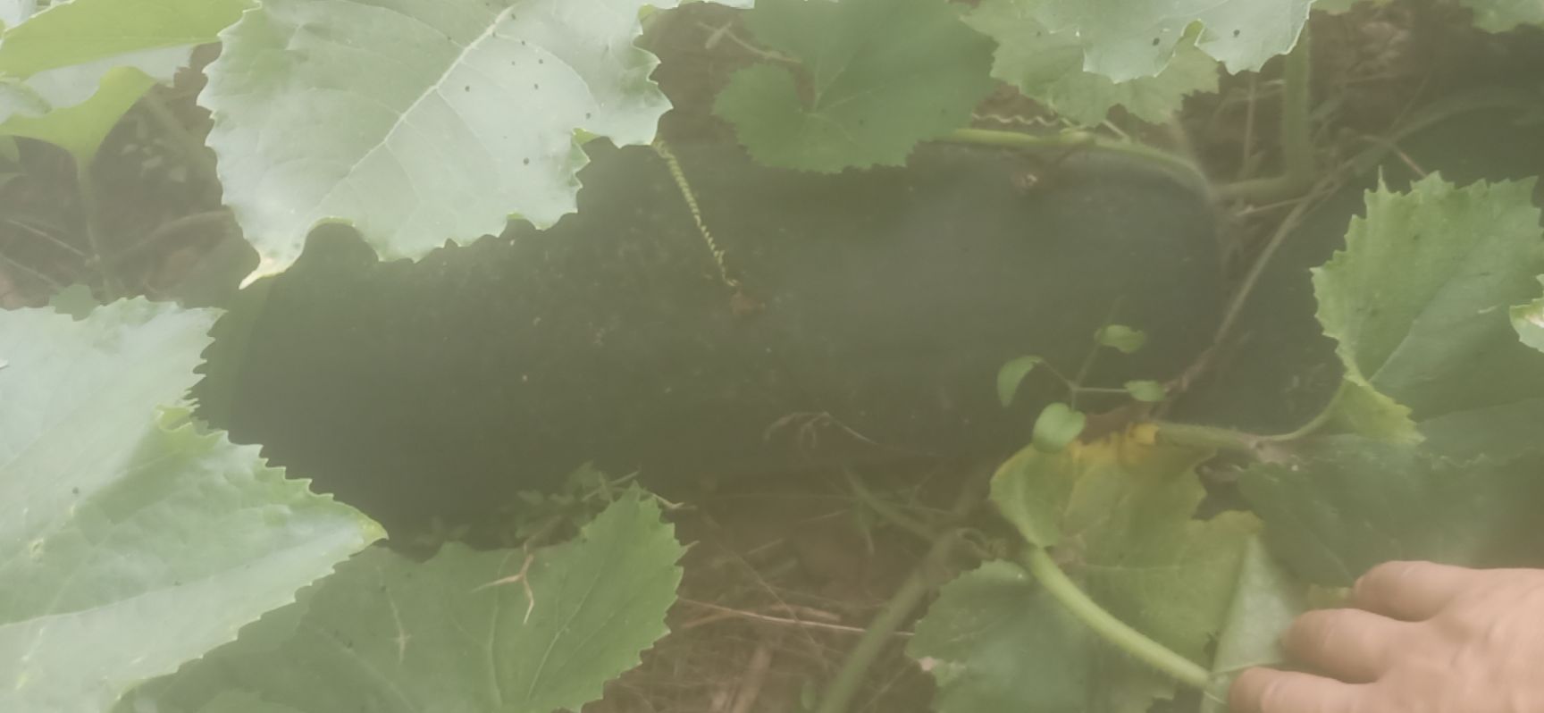  好冬瓜刚刚上市，需要联系