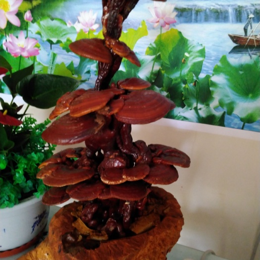 观赏灵芝 灵芝盆景