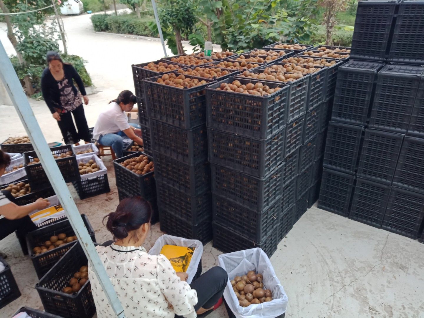 野生猕猴桃  70克以下小弥猴桃！营养维C！日供货1一2万斤