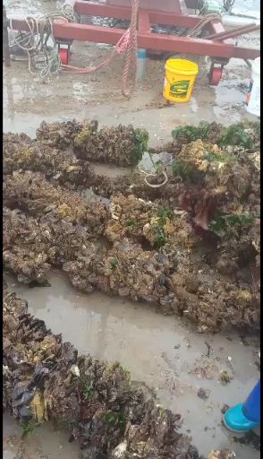 海鲜礼盒装  黑口贝蓝口贝青

嵊泗枸杞大海虹黑口贝蓝口贝