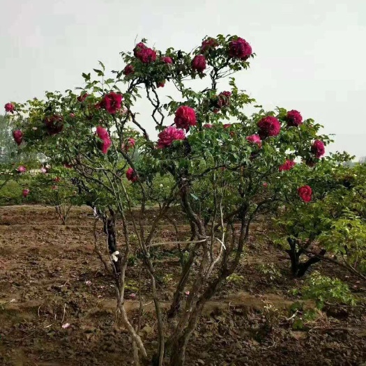 菏泽 菏泽西施牡丹花卉有限公司