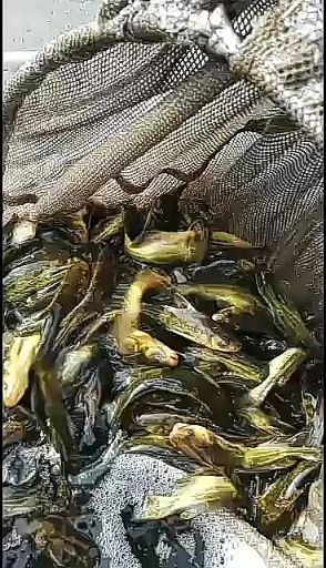 黄颡鱼苗  《精品黄辣丁鱼苗》精品鱼苗 提供养殖技术包运云贵川渝等送货