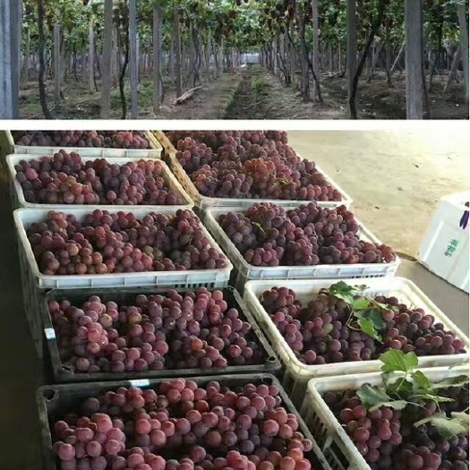 浦江县巨峰葡萄 只为给你带来美味