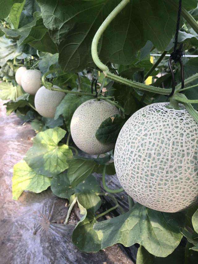 山东寿光新鲜网纹瓜甜脆可口当天现摘发货！！