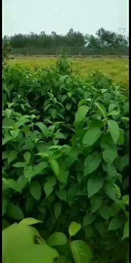 正定县杜仲苗  我苗甫种有20亩当年杜仲小苗和两年根苗量大将近30万棵。
