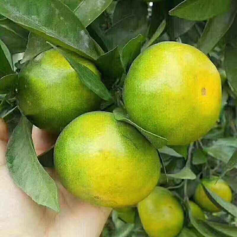 特早蜜桔 诚信为先，质量保证