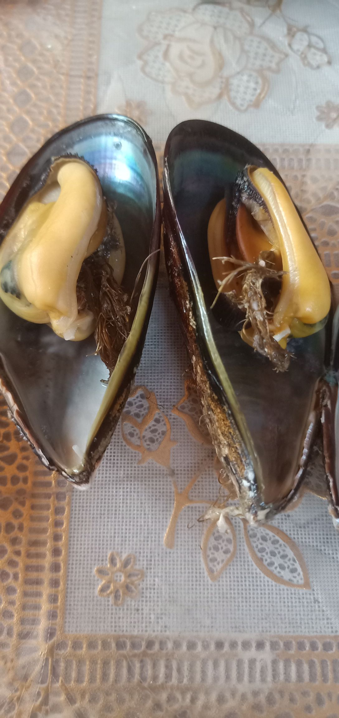 海鲜礼盒装  黑口贝蓝口贝青

嵊泗枸杞大海虹黑口贝蓝口贝