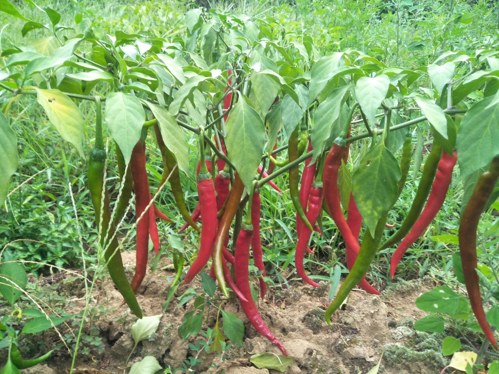 二荆条辣椒