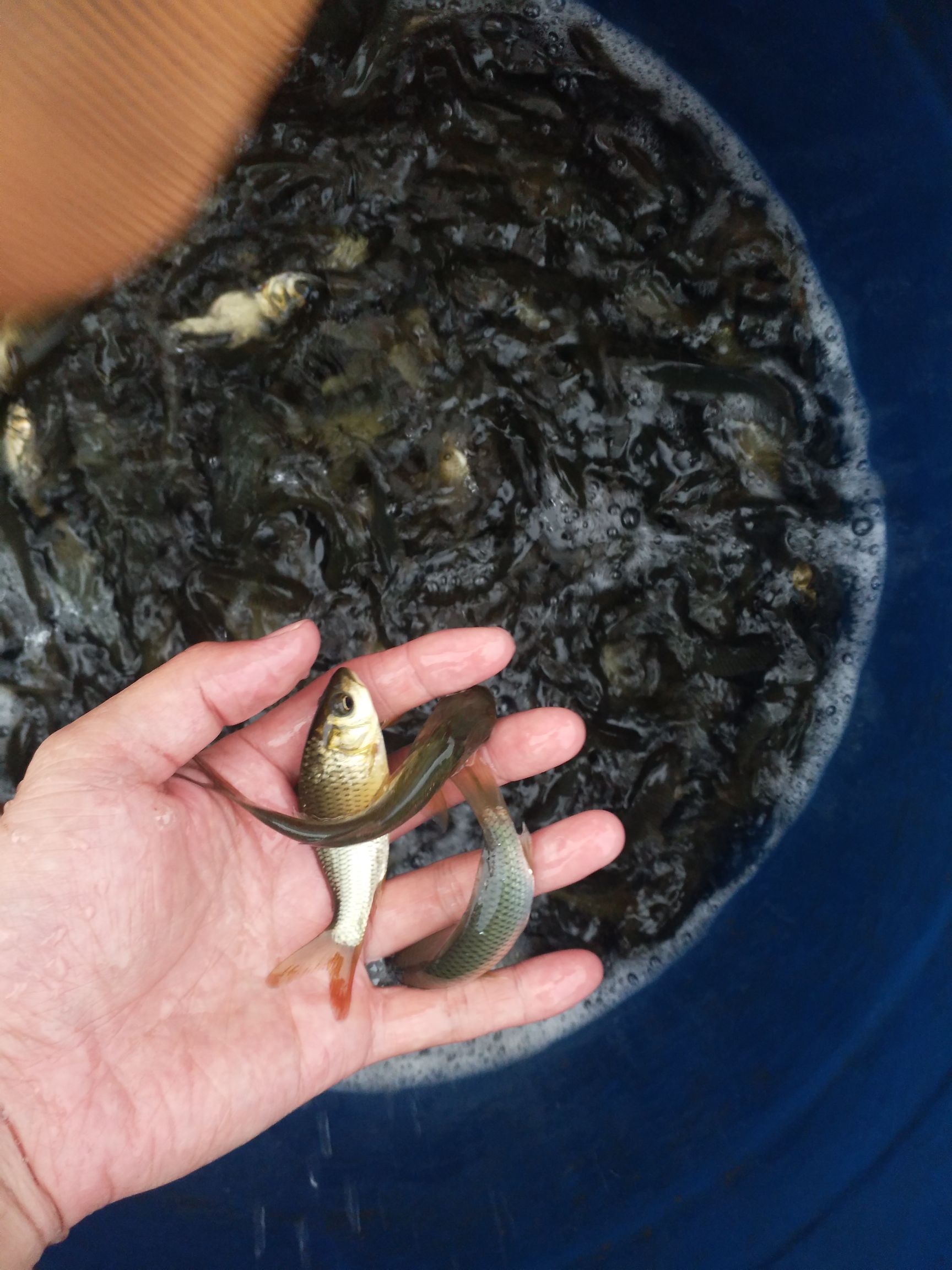 鲤鱼苗 杂交优质鲤鱼苗 优质苗种 提供养殖技术包运输下塘