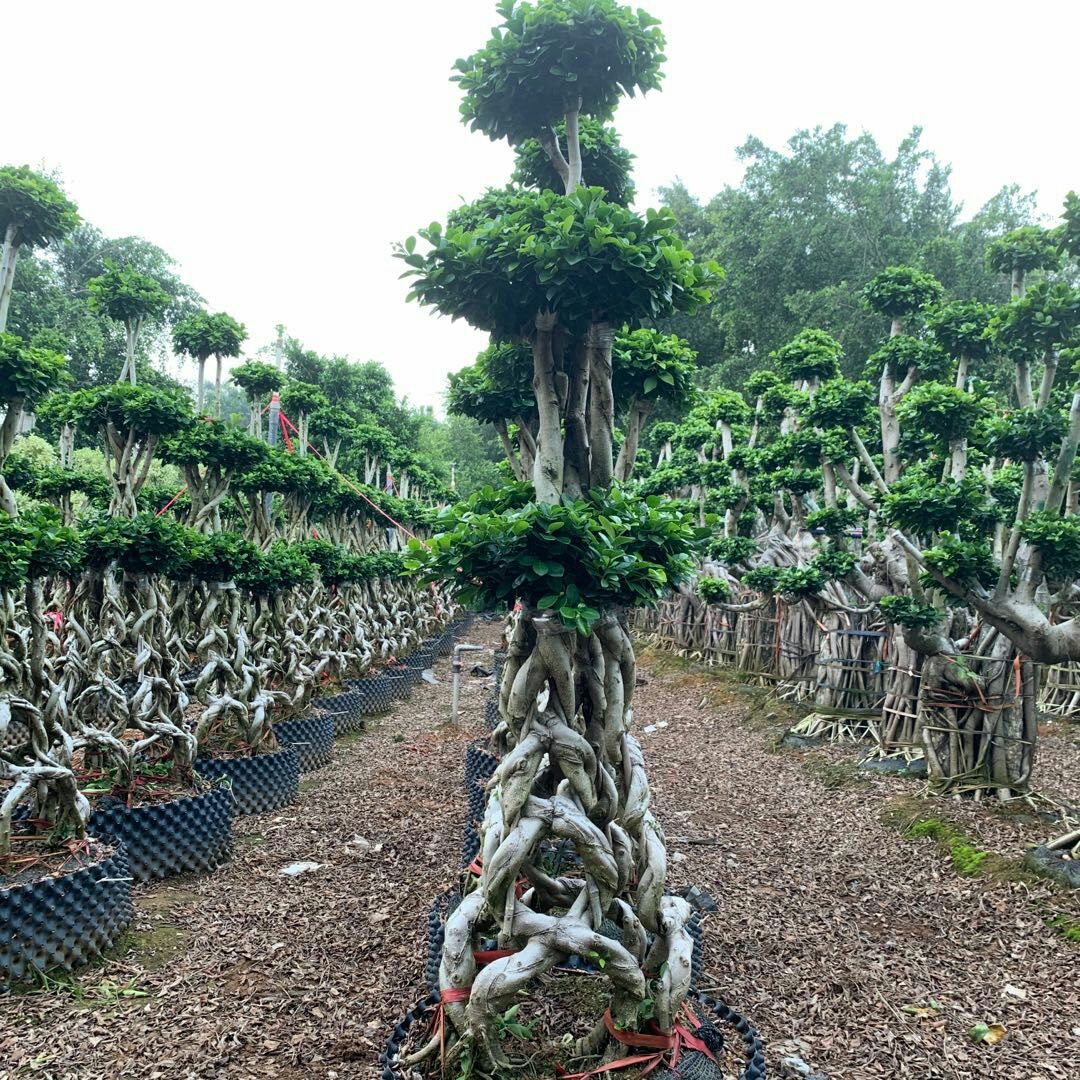 嫁接花篮造型榕桩景 （4组合型）8字造型榕树盆景