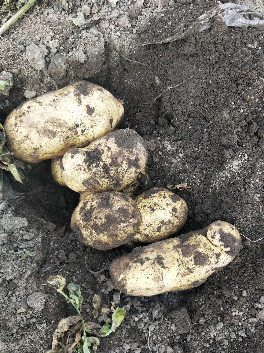 荷兰十五，v7,西深6，沃土，黄皮黄心，可视频保质保量诚信经