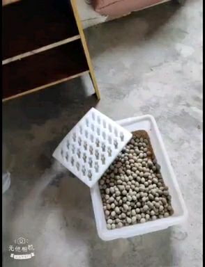  怀化通道芦丁鸡养殖场