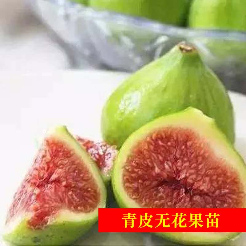 波姬红无花果苗  无花果苗波姬红布兰瑞克紫果青皮新疆枣黄品种多多量大从优