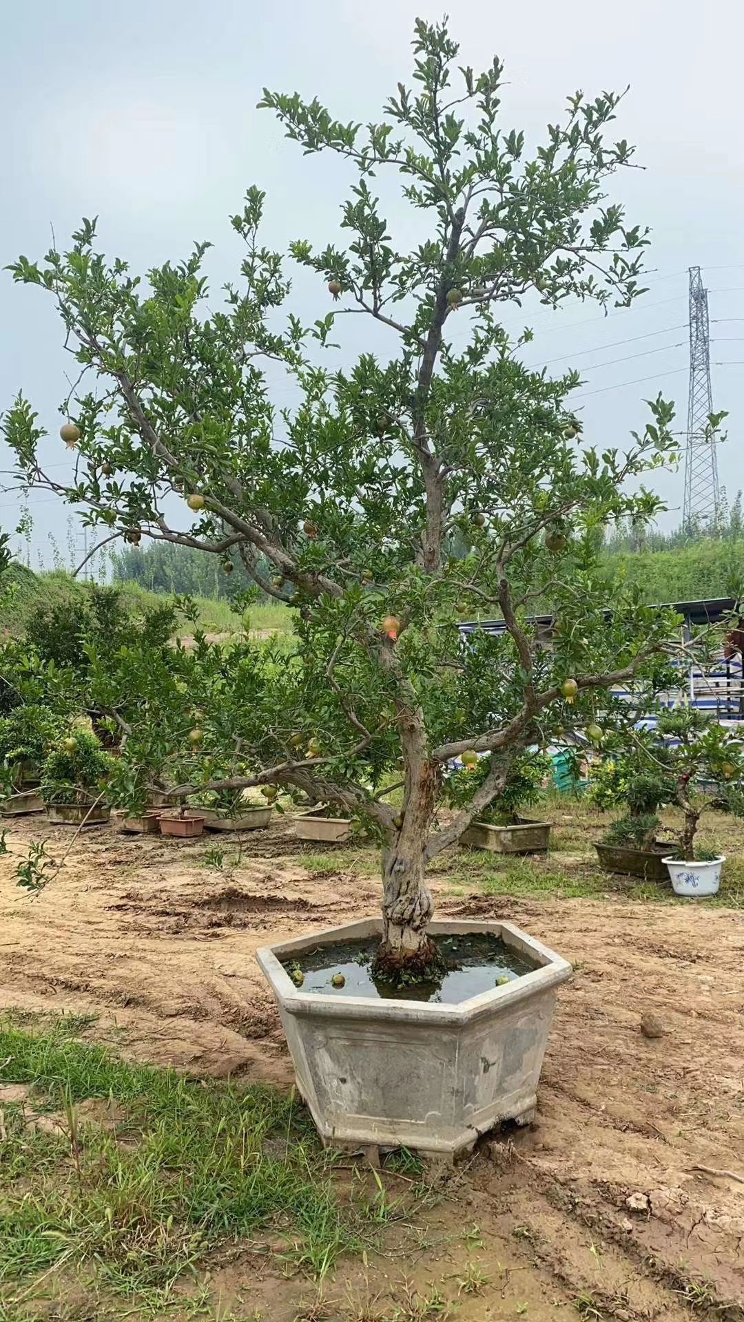  老桩石榴盆景，现发现卖，保湿发货。