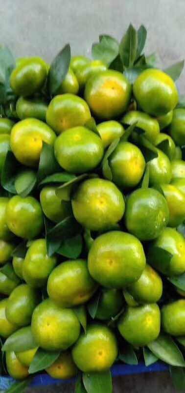 特早蜜桔 特早蜜橘，产地直发，诚信经营