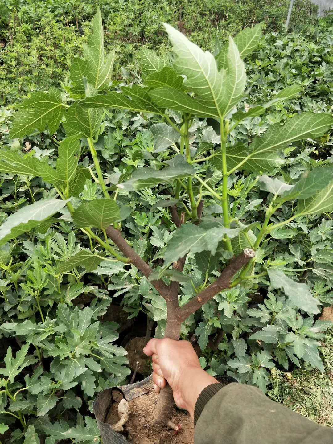 波姬红无花果苗  无花果苗波姬红布兰瑞克紫果青皮新疆枣黄品种多多量大从优