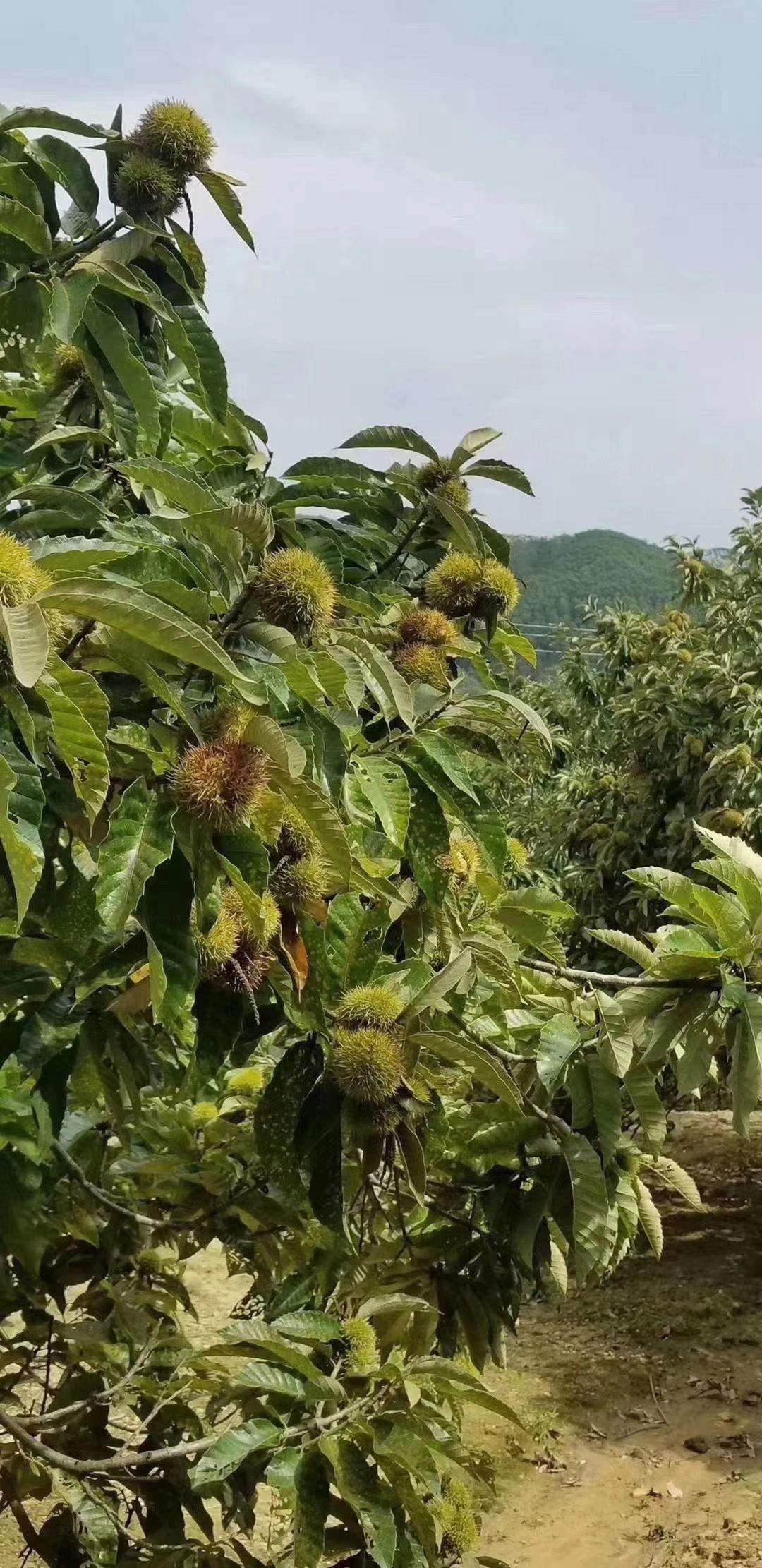 广东板粟  应季坚果农家板栗
甜，粉，糯就是这个味
