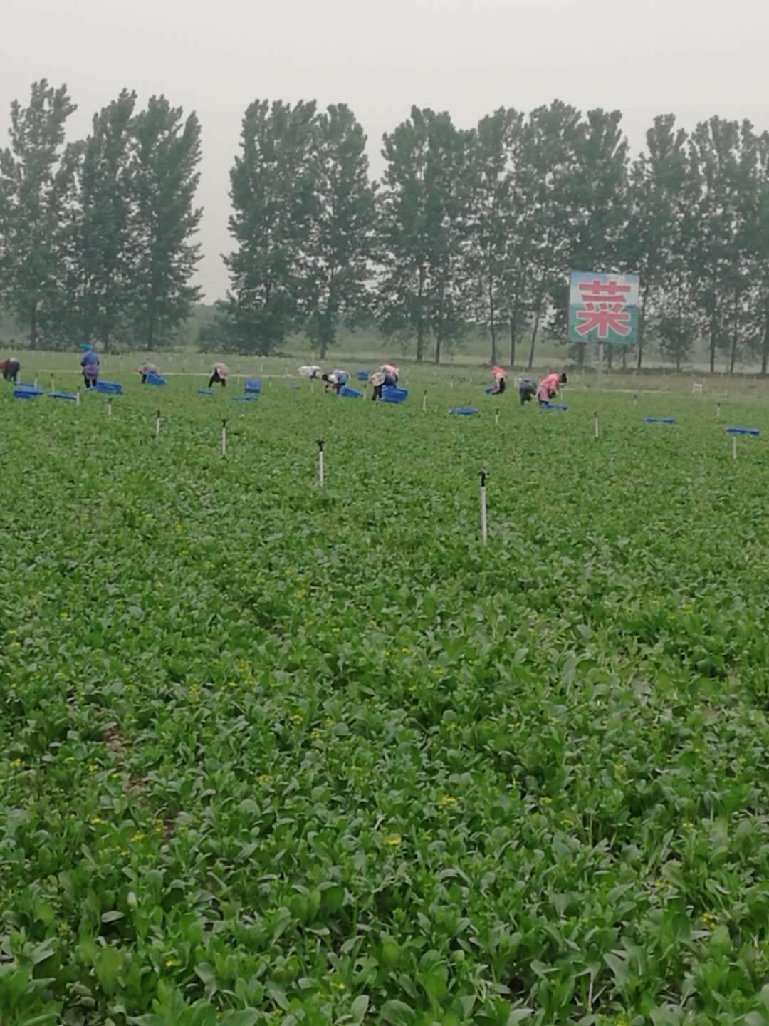 广东菜心 新鲜蔬菜基地供应，量大从优！优质菜心看过来